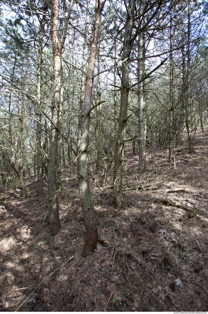 Background Forests