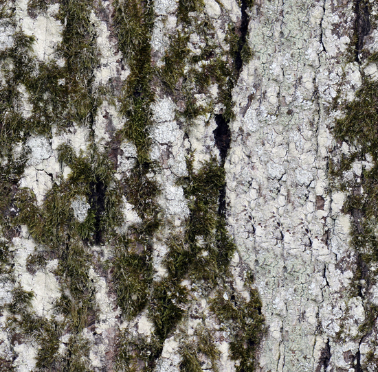 Seamless Tree Bark