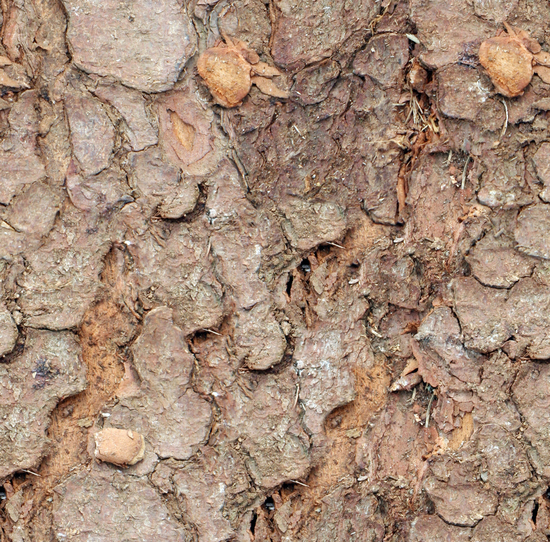 Seamless Tree Bark