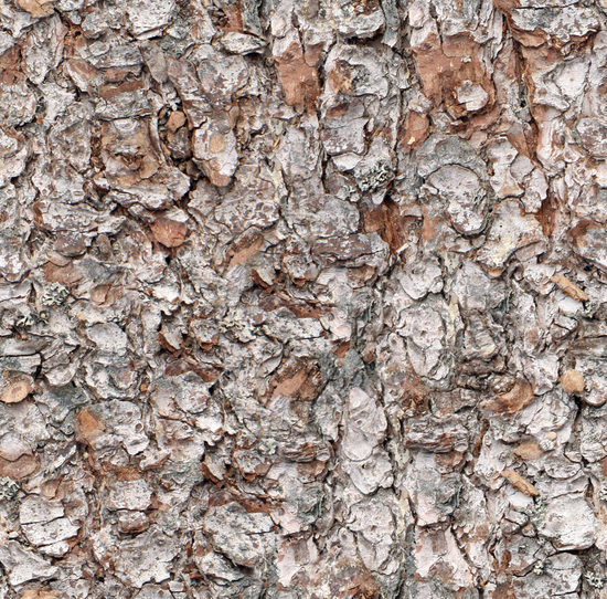 Seamless Tree Bark