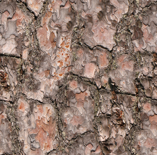 Seamless Tree Bark