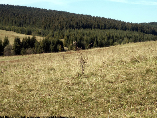 Background Forests