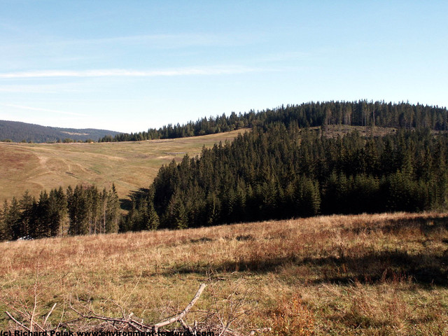 Background Forests