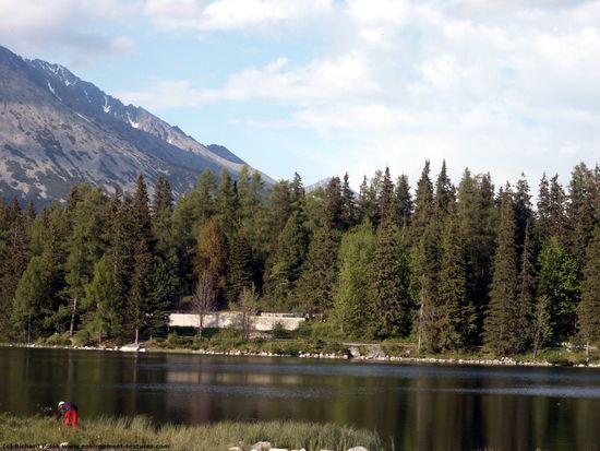 Background Forests