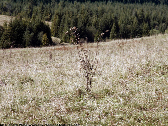 Background Forests