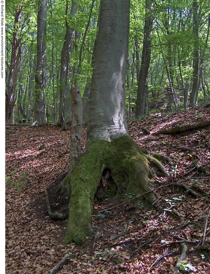 Background Forests