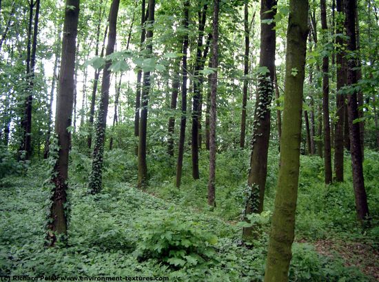 Background Forests