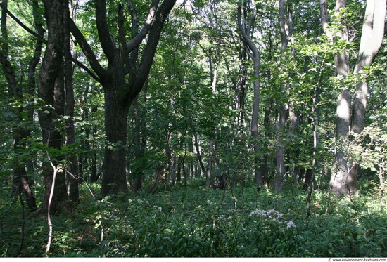 Background Forests