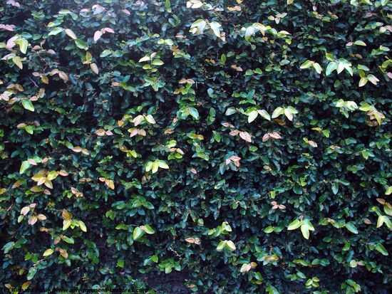 Hedges