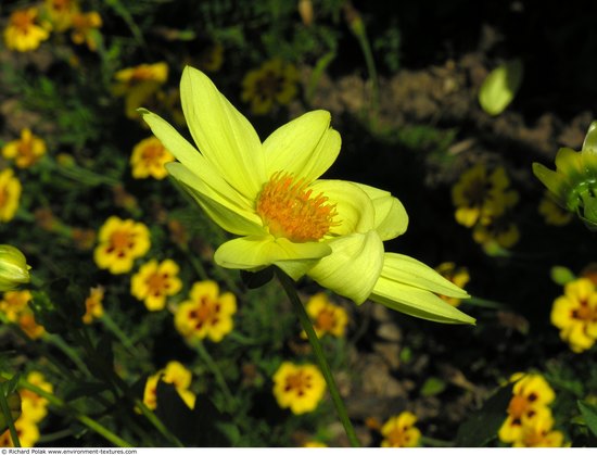 Flowers