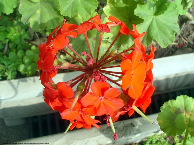 Flowers Car