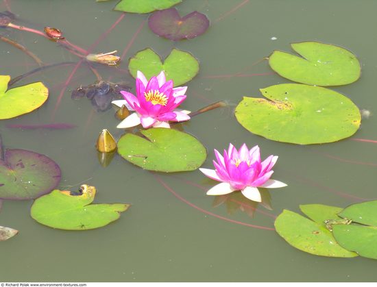 Waterplants