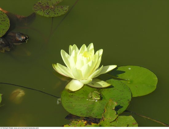 Waterplants