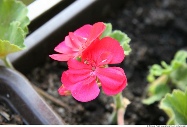 Flowers