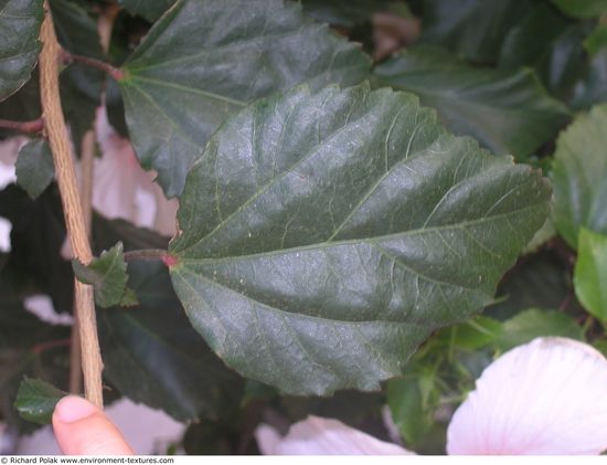 Leaves