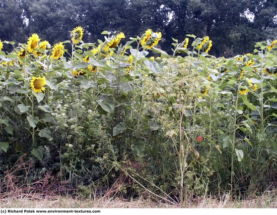 Plant Fields