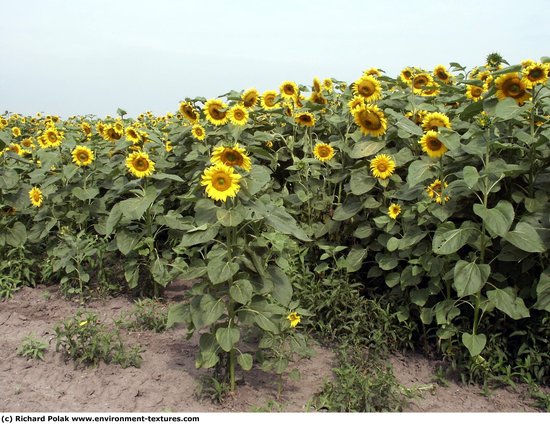 Plant Fields