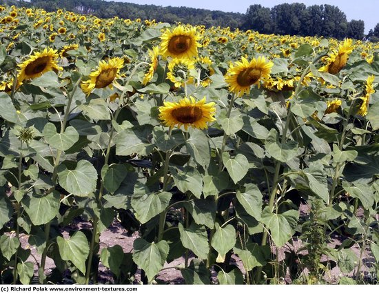 Plant Fields