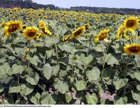 Plant Fields