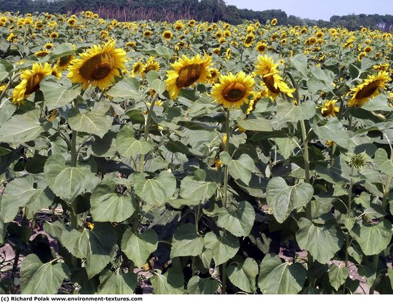 Plant Fields