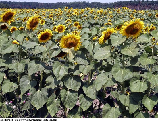 Plant Fields