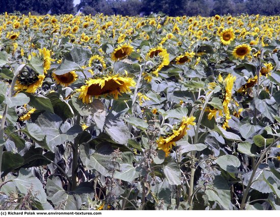 Plant Fields