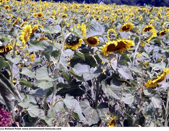 Plant Fields