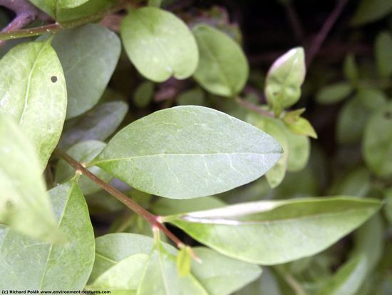 Leaves