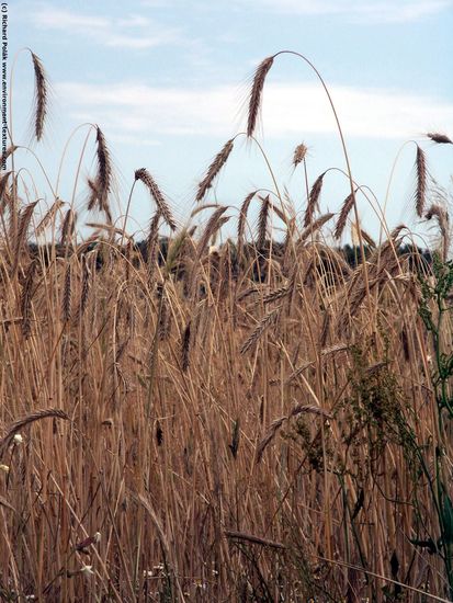 Plant Fields