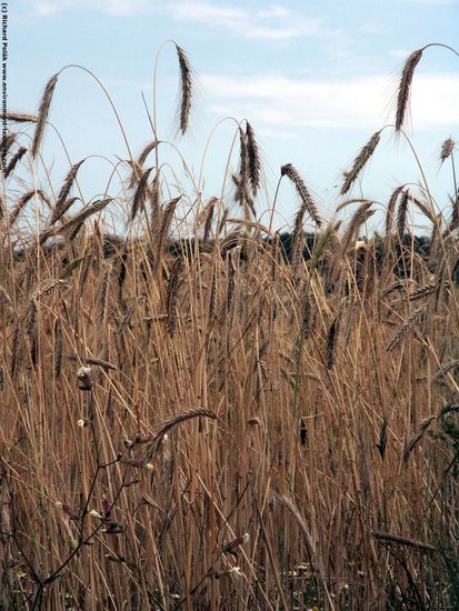 Plant Fields