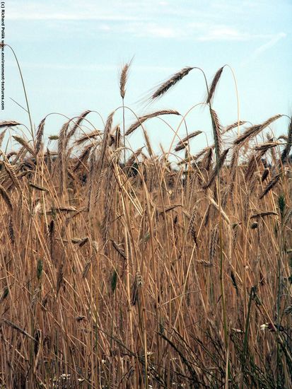 Plant Fields