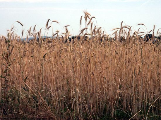 Plant Fields