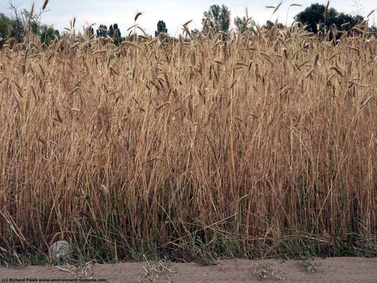 Plant Fields