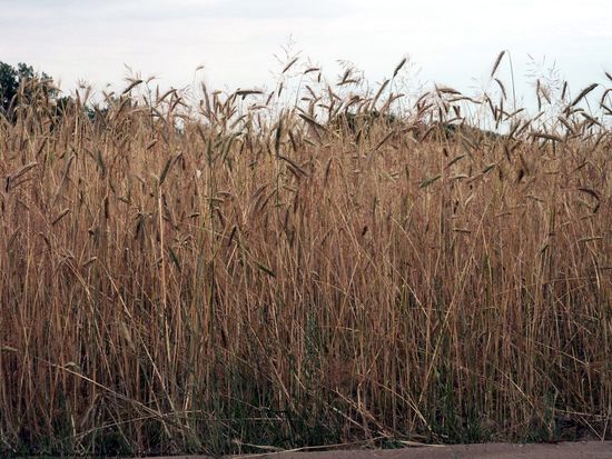 Plant Fields