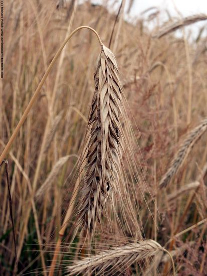 Plant Fields