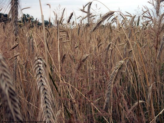 Plant Fields