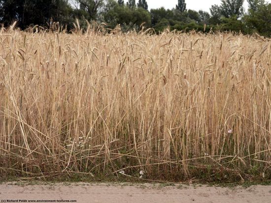 Plant Fields