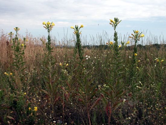 Others Plants