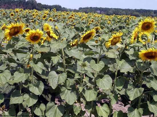 Plant Fields