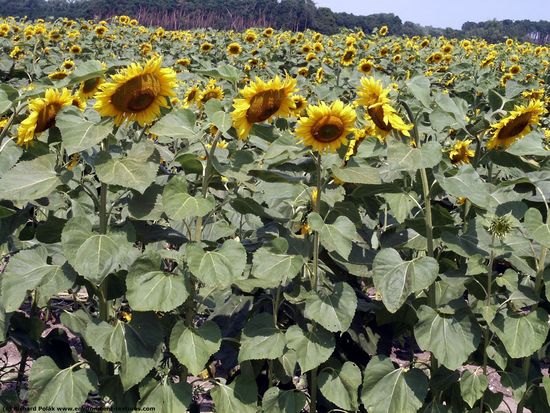 Plant Fields