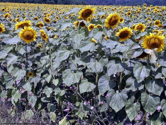 Plant Fields