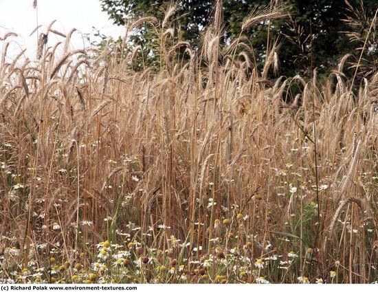 Plant Fields