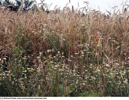 Plant Fields