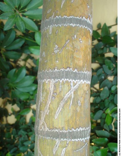 Tree Bark