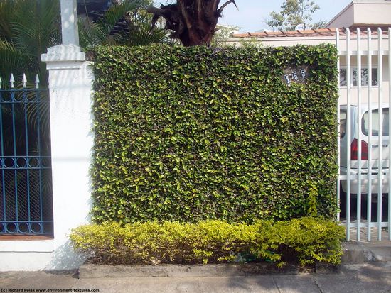 Hedges