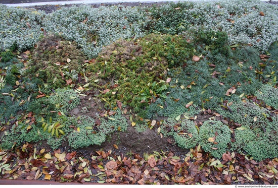 Groundplants