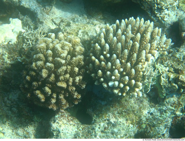 Corals