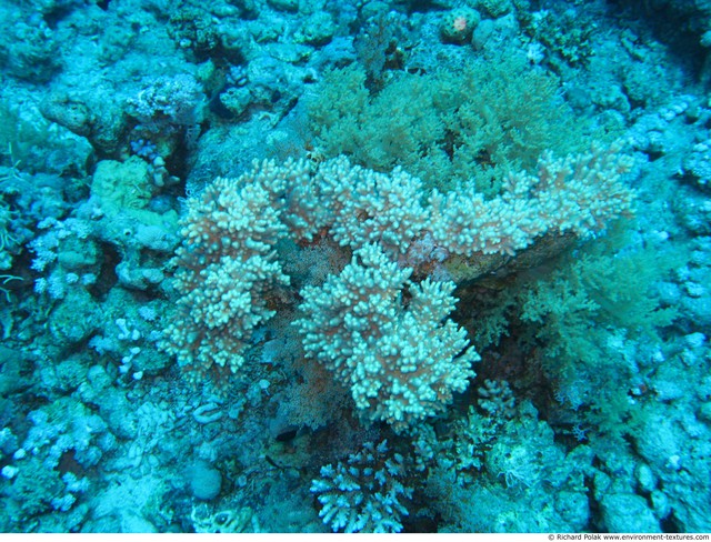 Corals