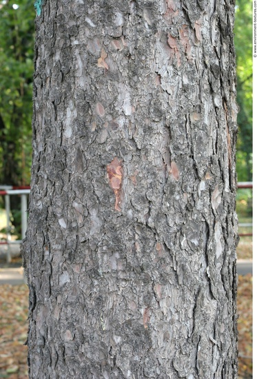 Tree Bark