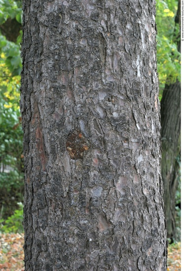 Tree Bark